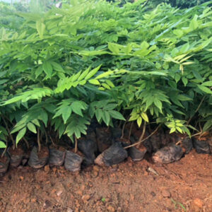 Giống cây nông lâm nghiệp