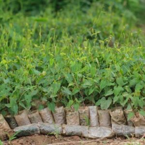 Giống cây dược liệu